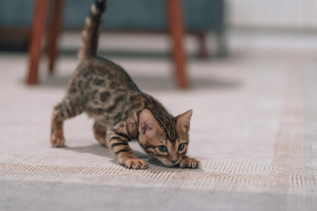 Is Your Cat Really Aggressive?