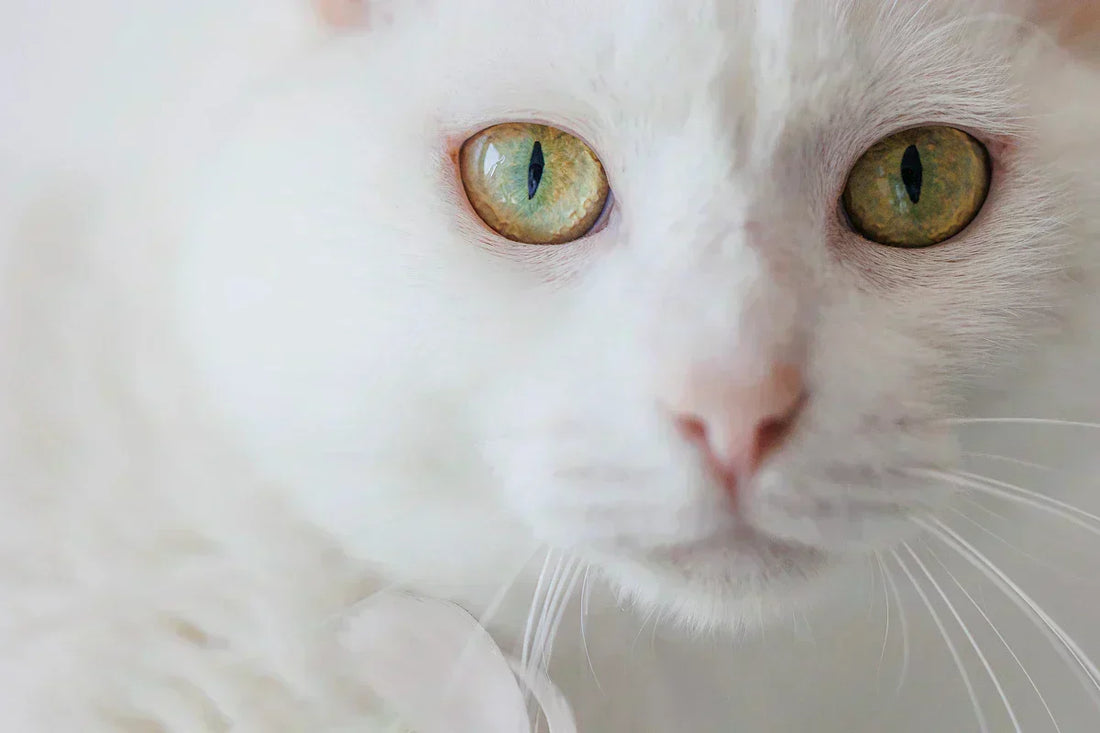 What Cats Really See, Smell, and Hear