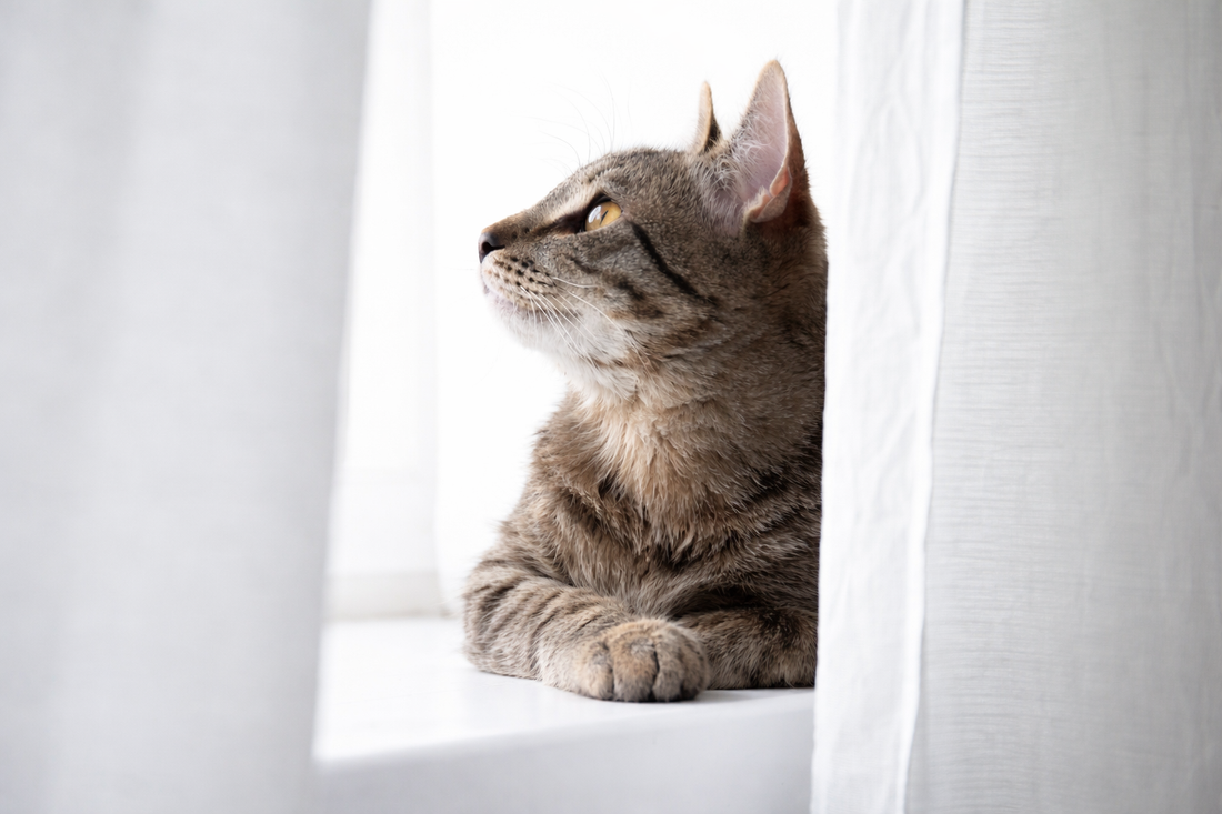 How to Help a Stressed Cat