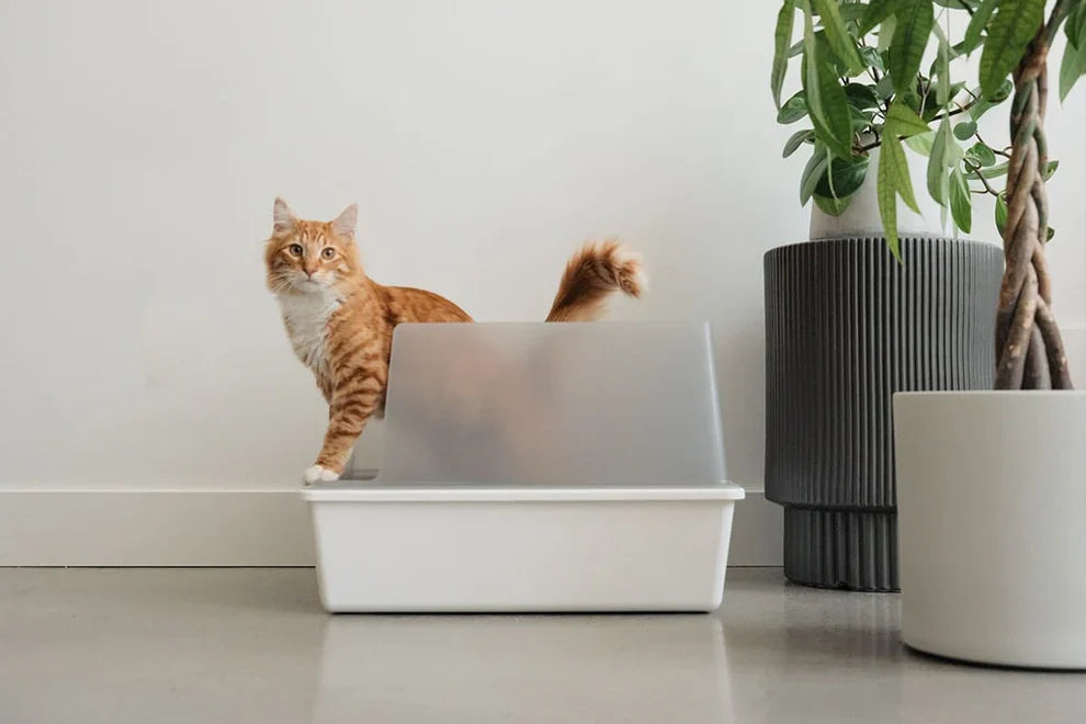 Litter Box Problems