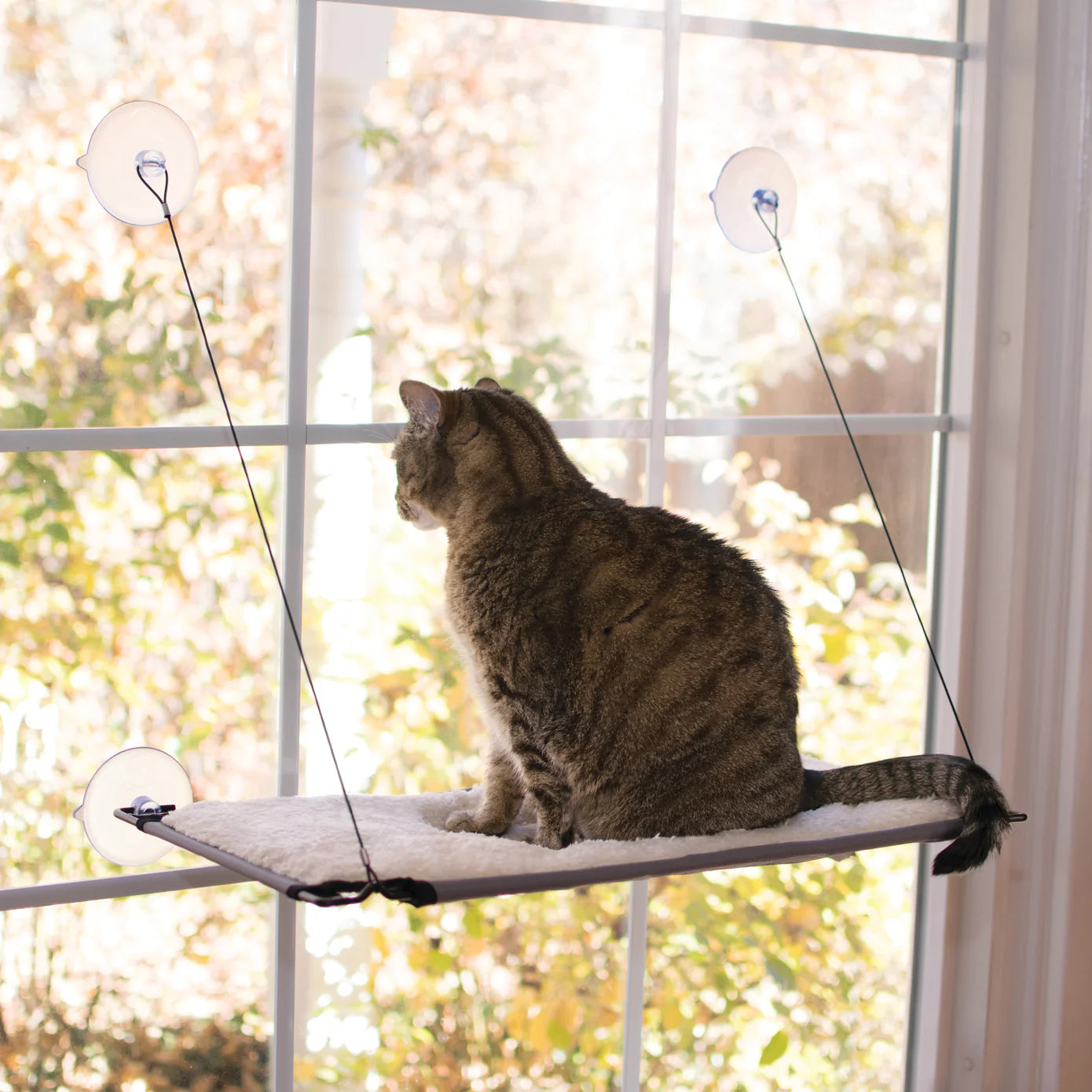 Window-Mounted Cat Lounger