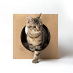 Hide and Sneak Unique Cat Tunnel