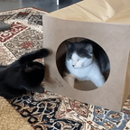 Hide and Sneak Unique Cat Tunnel