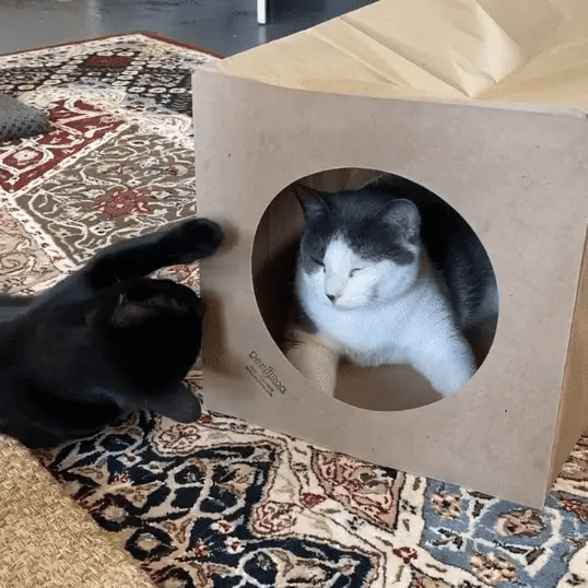 Hide and Sneak Unique Cat Tunnel
