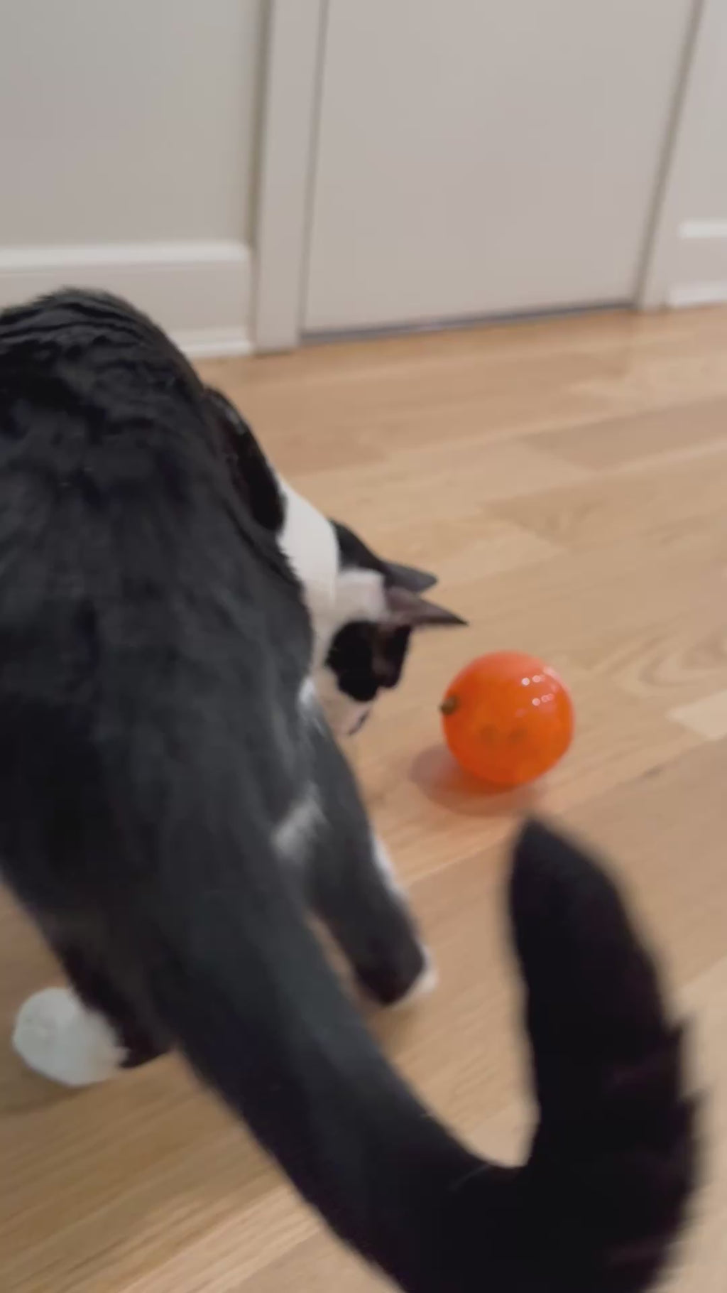 SlimCat Interactive Feeder